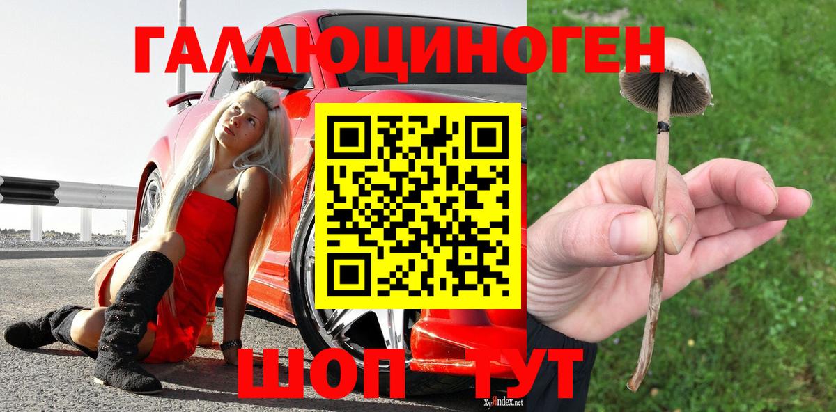 Псилоцибиновые грибы Psilocybe Кировск